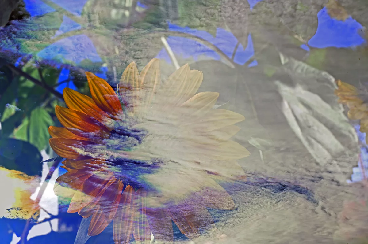 Franz Josef Trollmann - Sonnenblume mit Himmel