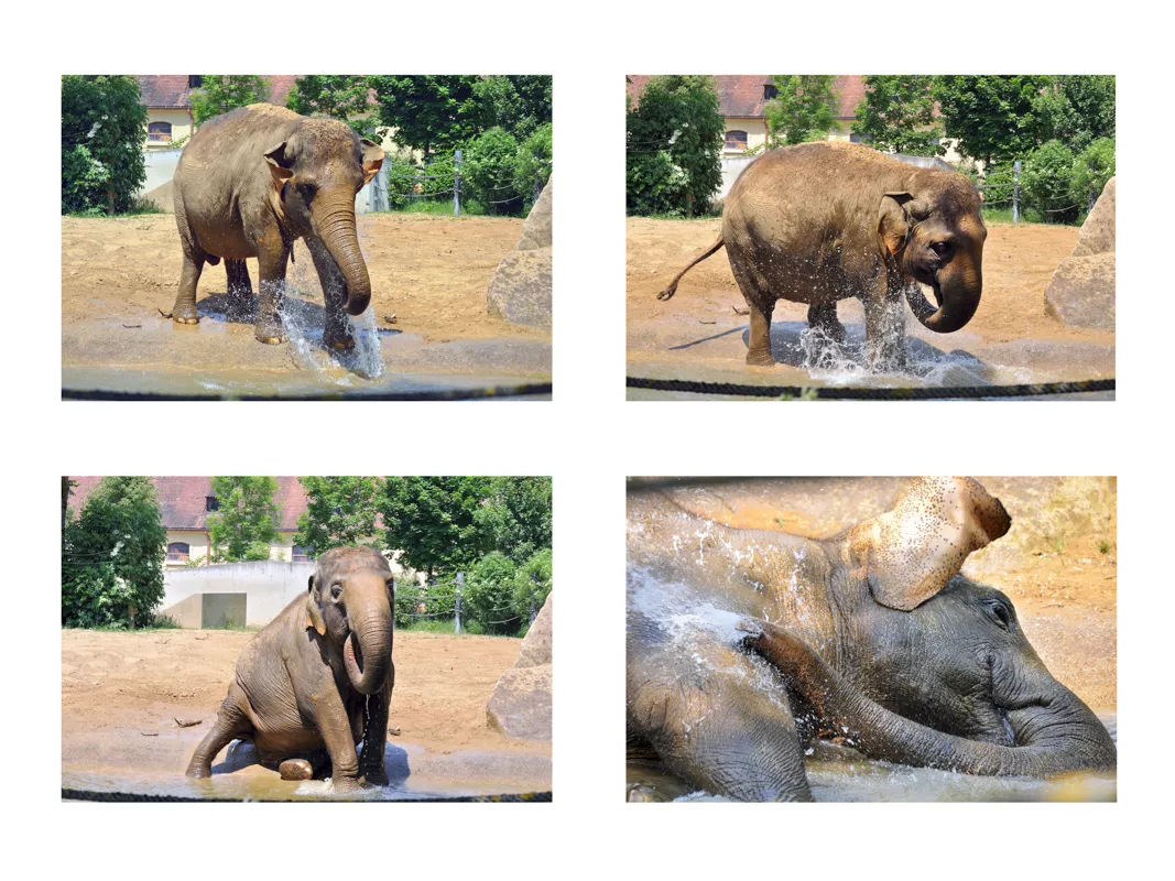 Erwin Nitsche - Elefanten im Zoo